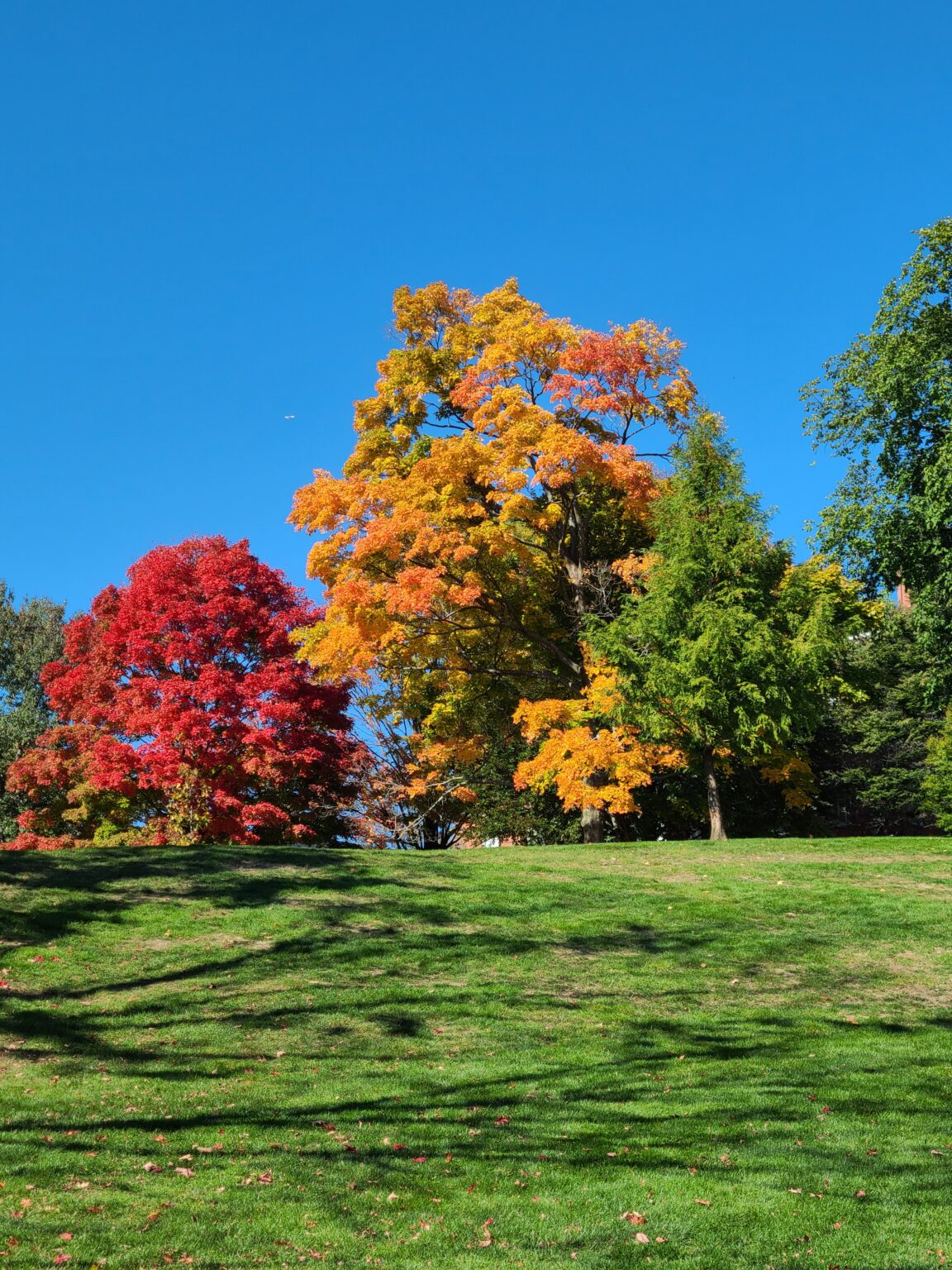Which Image is Real? Fall Colors - Senior Tech Cafe